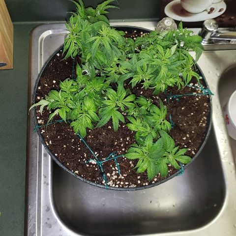 Wedding cake  #1 growlog timeline photo