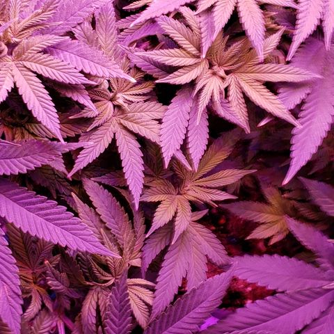 Wedding cake  #1 growlog timeline photo