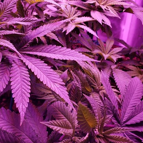 Wedding cake  #1 growlog timeline photo