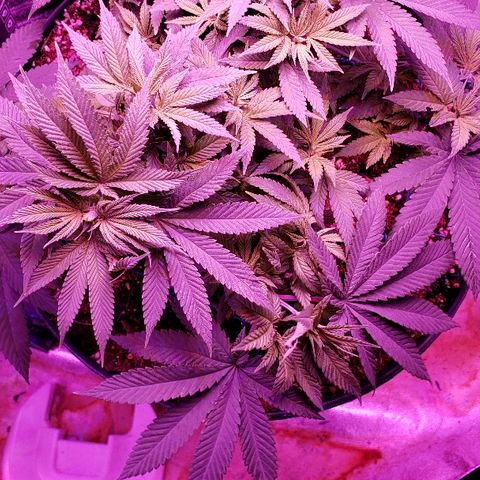 Wedding cake  #1 growlog timeline photo