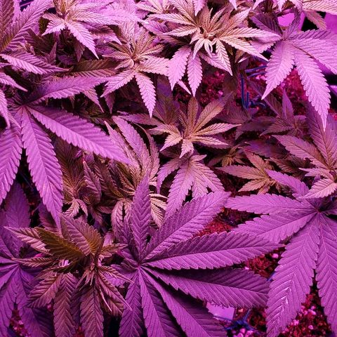 Wedding cake  #1 growlog timeline photo