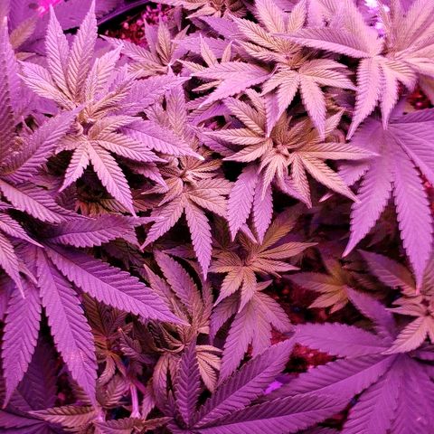Wedding cake  #1 growlog timeline photo