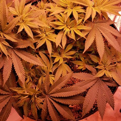 Wedding cake  #1 growlog timeline photo