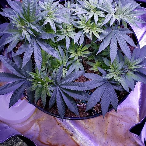 Wedding cake  #1 growlog timeline photo