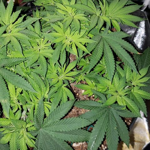 Wedding cake  #1 growlog timeline photo