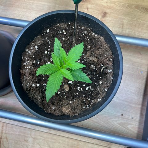 Special Queen #1 growlog timeline photo