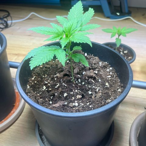 Special Queen #1 growlog timeline photo