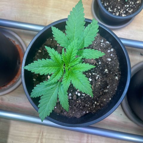 Special Queen #1 growlog timeline photo