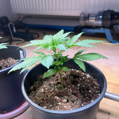 Special Queen #1 growlog timeline photo