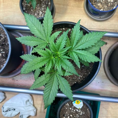 Special Queen #1 growlog timeline photo