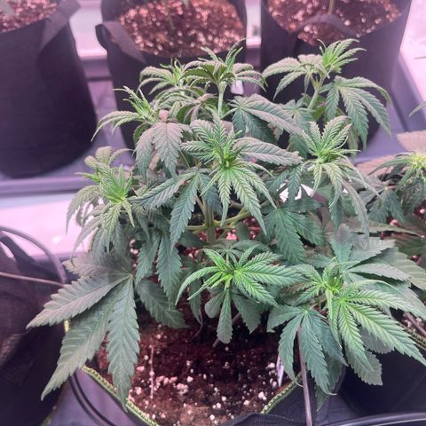 Special Queen #1 growlog timeline photo