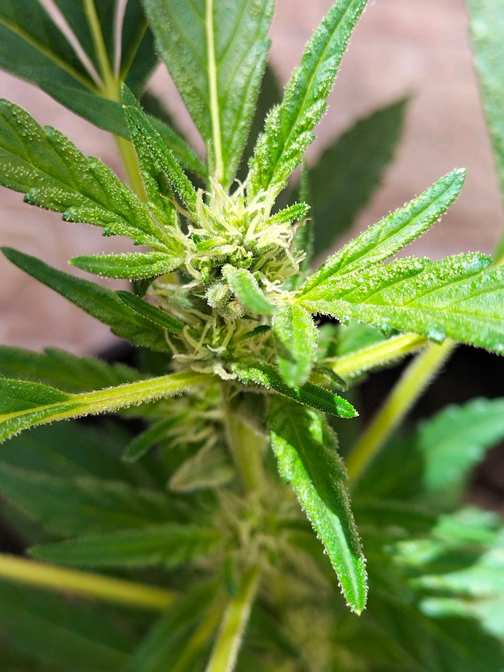 Genética desconocida growlog header