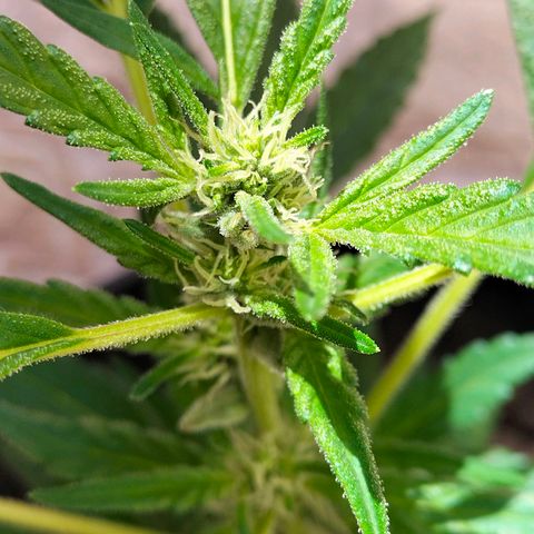 Genética desconocida growlog in Exterior