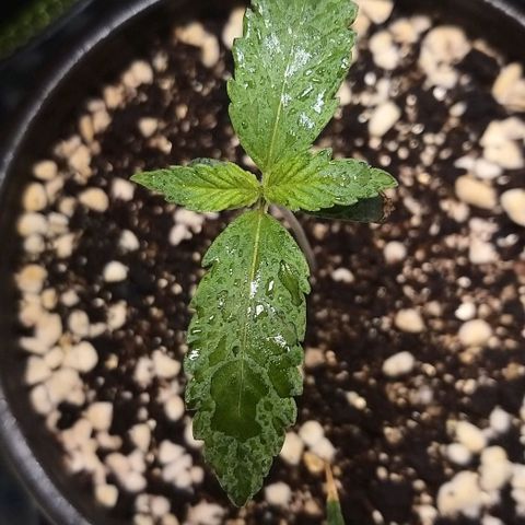Banana Purple Punch Auto 2 growlog timeline photo