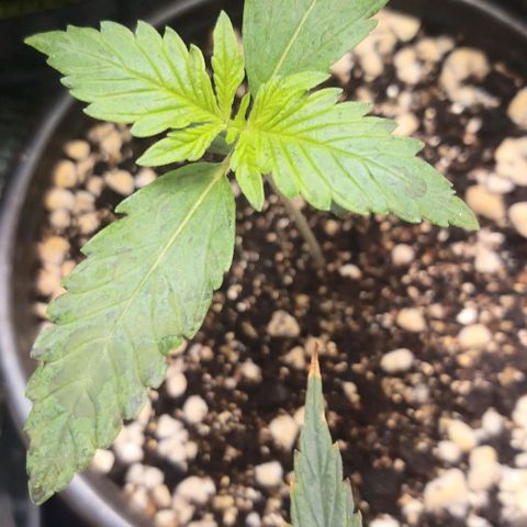 Banana Purple Punch Auto 2 growlog timeline photo