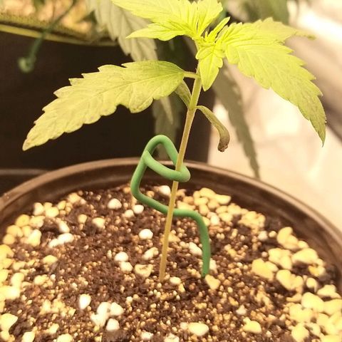 Banana Purple Punch Auto 2 growlog timeline photo