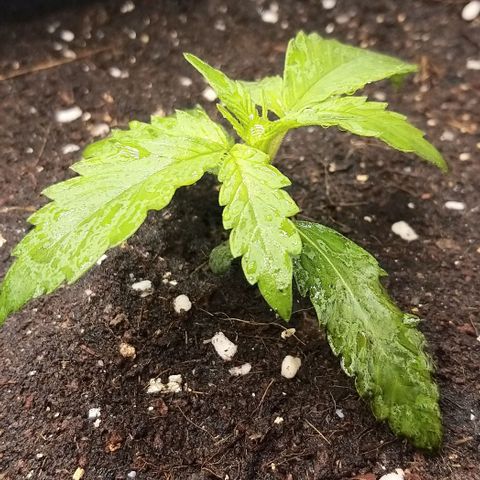 Banana Purple Punch Auto 2 growlog photo: ย้ายกระถาง ดิน MAFIA F.ONE
ใส่ปุ๋ยทำใบ MAFIA F.ONE
