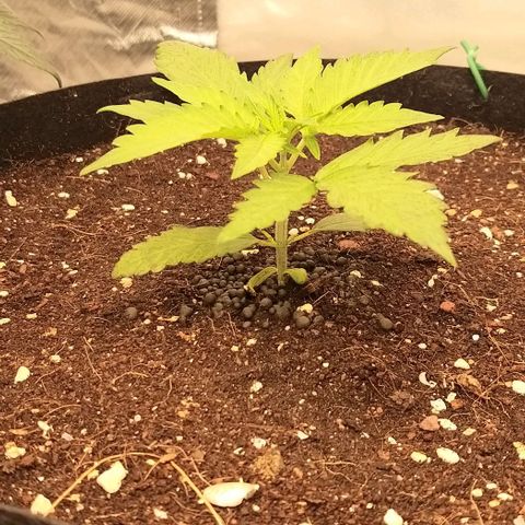 Banana Purple Punch Auto 2 growlog timeline photo