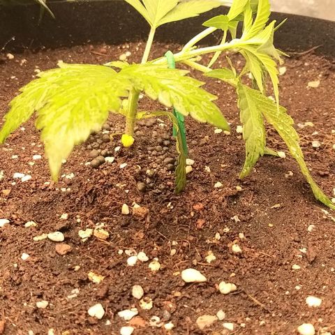 Banana Purple Punch Auto 2 growlog timeline photo