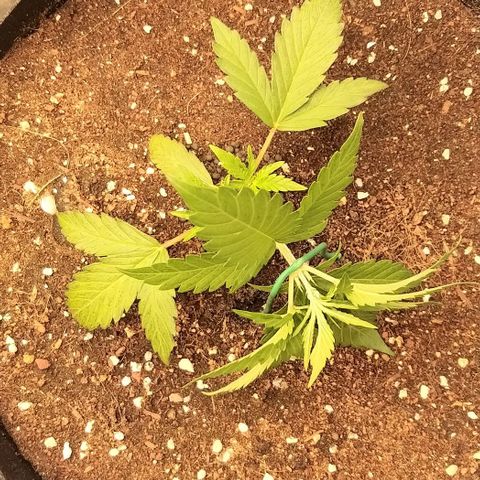 Banana Purple Punch Auto 2 growlog timeline photo