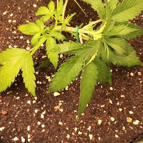 Banana Purple Punch Auto 2 growlog timeline photo