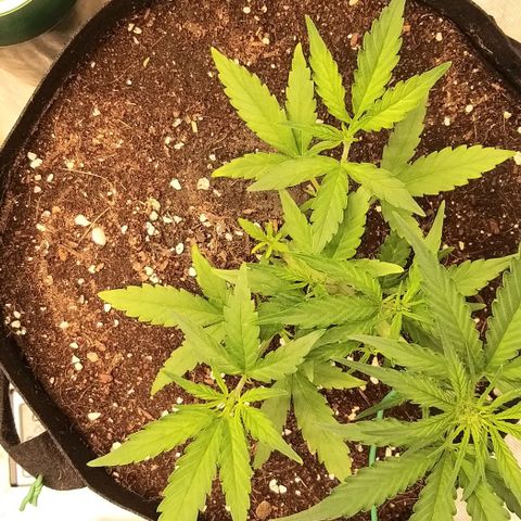 Banana Purple Punch Auto 2 growlog timeline photo