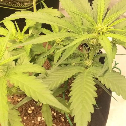 Banana Purple Punch Auto 2 growlog timeline photo