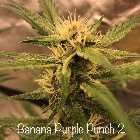 Banana Purple Punch Auto 2 growlog timeline photo