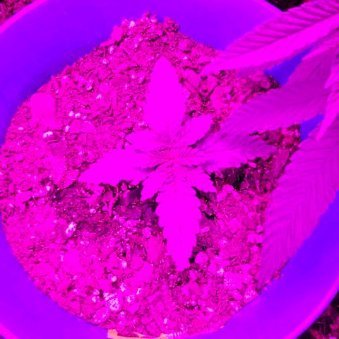 Watermelon Zkittlez growlog timeline photo