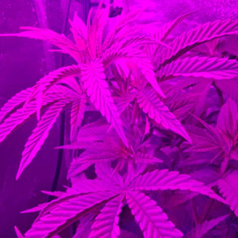 Strawberry Shortcake growlog timeline photo