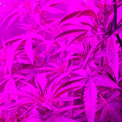 Strawberry Shortcake growlog timeline photo