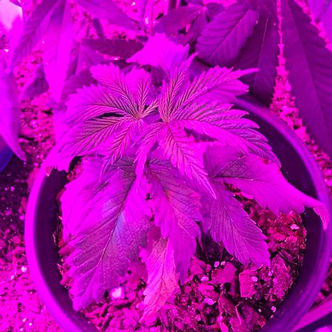Gold Leaf growlog timeline photo