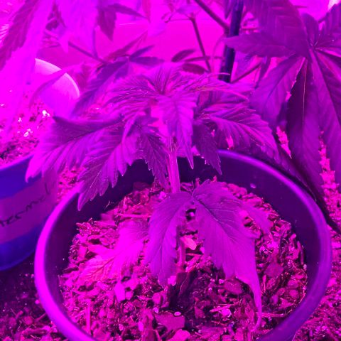 Gold Leaf growlog timeline photo