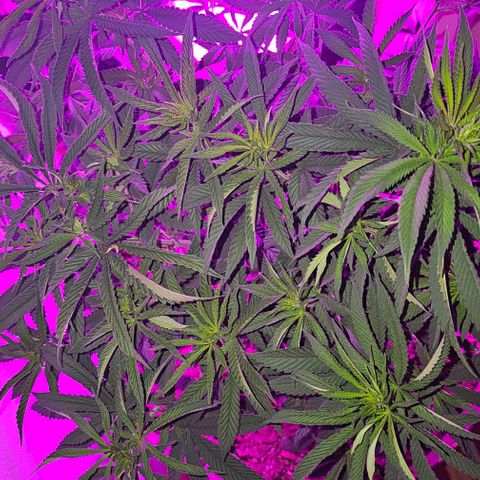 Strawberry Shortcake growlog timeline photo