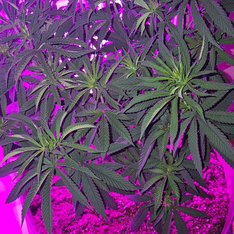 Strawberry Shortcake growlog timeline photo