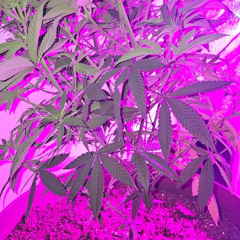 Strawberry Shortcake growlog timeline photo
