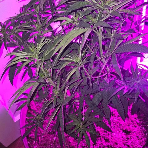 Strawberry Shortcake growlog timeline photo