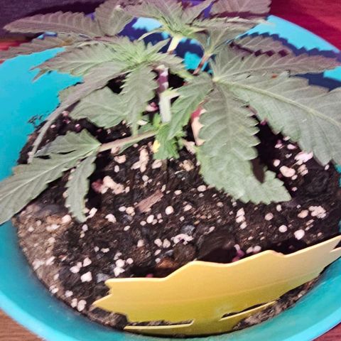 Watermelon Zkittlez growlog timeline photo