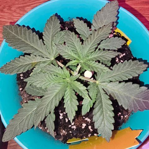 Watermelon Zkittlez growlog timeline photo