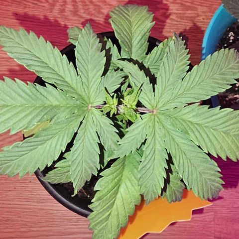 Gold Leaf growlog timeline photo