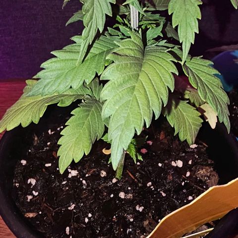 Gold Leaf growlog timeline photo