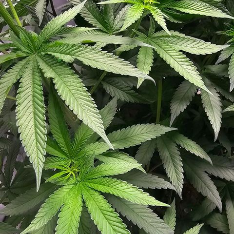 Strawberry Shortcake growlog photo: 12/12 light