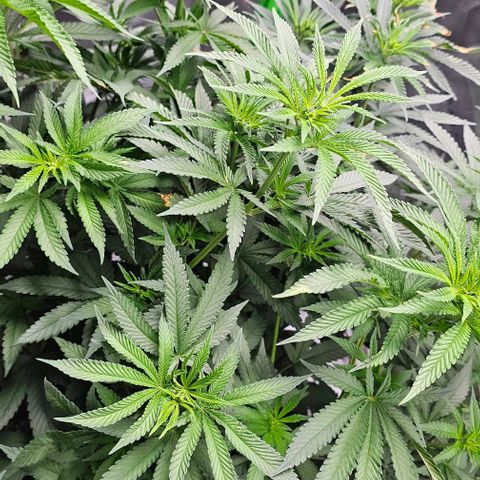 Strawberry Shortcake growlog photo: 12/12 light