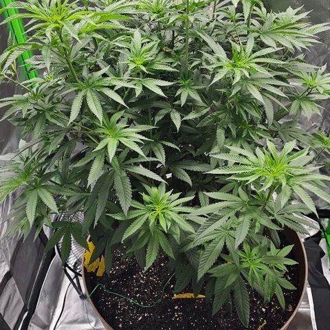 Strawberry Shortcake growlog photo: 12/12 light