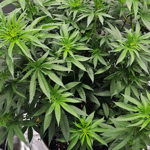 Strawberry Shortcake growlog photo: 12/12 light