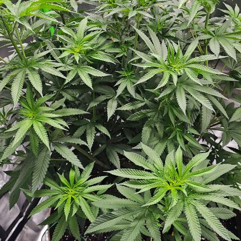 Strawberry Shortcake growlog photo: 12/12 light
