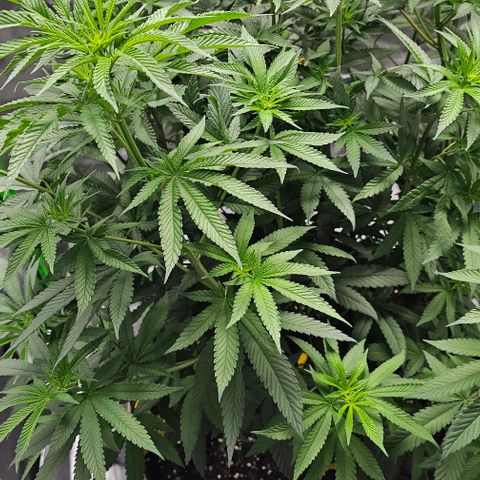 Strawberry Shortcake growlog photo: 12/12 light