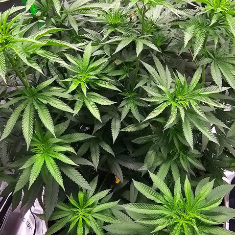 Strawberry Shortcake growlog photo: 12/12 light