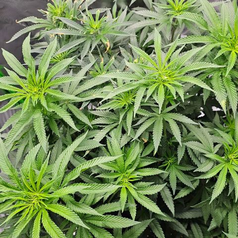 Strawberry Shortcake growlog photo: 12/12 light