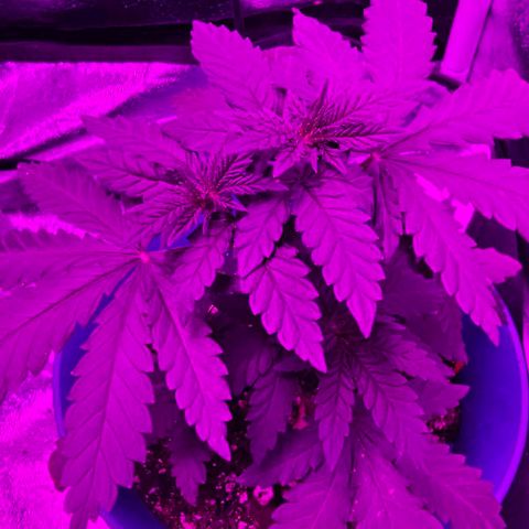 Watermelon Zkittlez growlog timeline photo
